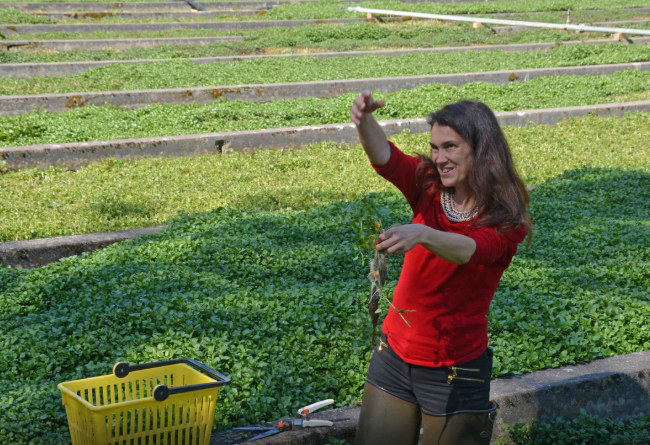 Silvia von Brunnbachkresse im Brunnenkressefeld